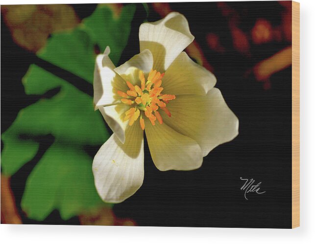 Macro Photography Wood Print featuring the photograph Bloodroot White Flower by Meta Gatschenberger