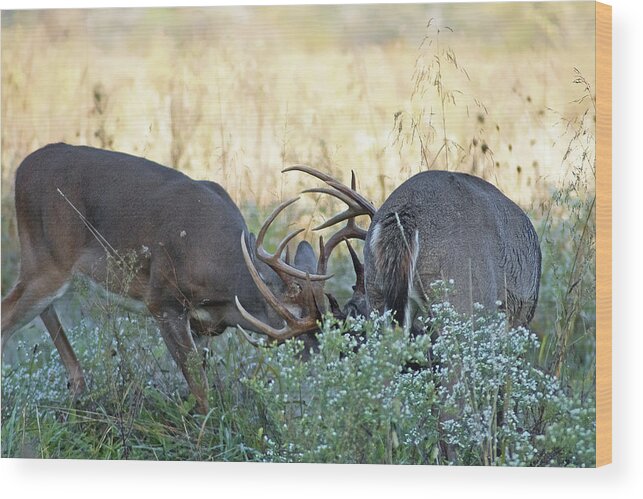Whitetail Buck Wood Print featuring the photograph Whitetail Battle in Cades Cove by TnBackroadsPhotos