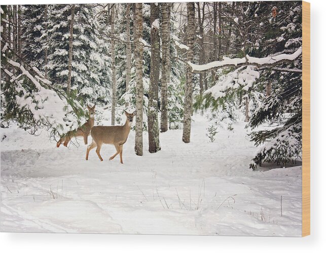 Whitetail Deer In Woods Wood Print featuring the photograph Whitetail Deer Winter Stroll by Gwen Gibson
