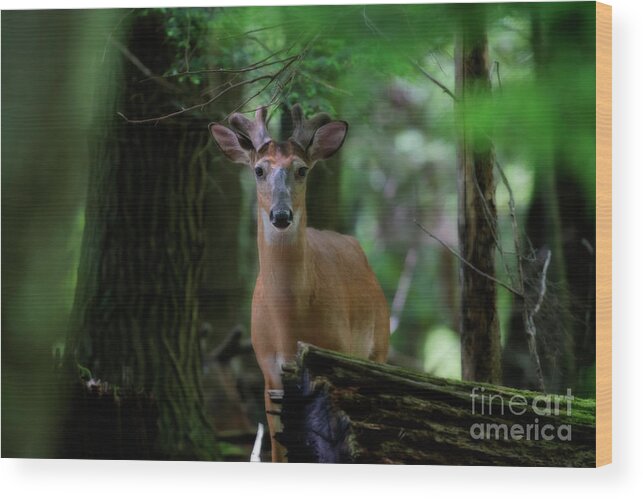 Whitetail Deer Wood Print featuring the photograph Whitetail deer with velvet antlers in woods by Dan Friend