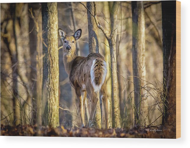 Carter Caves State Resort Park Whitetail Doe Deer Woods Kentucky Wood Print featuring the photograph Whitetail Winter Morning by Timothy Harris