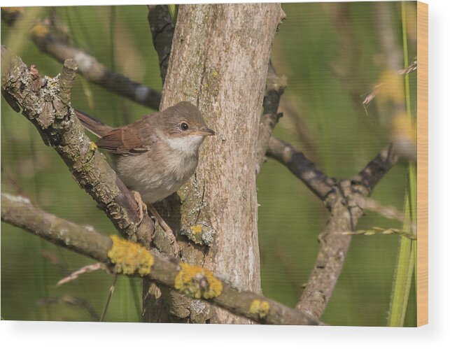 Nature Wood Print featuring the photograph Whitethroat by Wendy Cooper