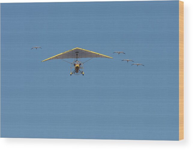 Operation Migration Wood Print featuring the photograph Whooping Cranes and Operation Migration Ultralight by Paul Rebmann
