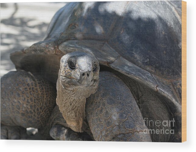 Tortoise Wood Print featuring the digital art Why are you looking at me? by Jack Ader