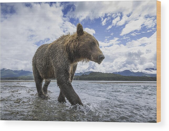 Alaska Peninsula Wood Print featuring the photograph Wide Angle View Of Coastal Brown Bear by Paul Souders