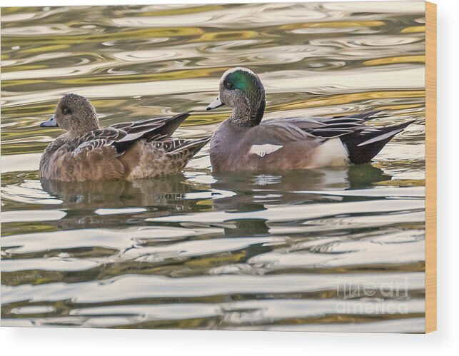 Birds Wood Print featuring the photograph Wigeon Couple by Kate Brown