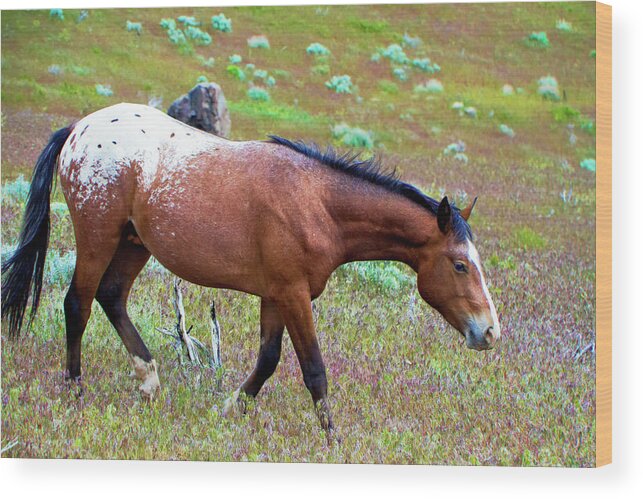 Horse Wood Print featuring the photograph Wild Appaloosa Stallion by Waterdancer