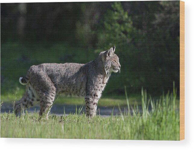 Wild Cat Wood Print featuring the photograph Wild Bobcat stands profile looking toward sun by Mark Miller