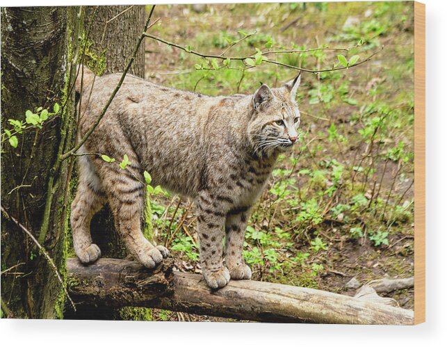 Animal Wood Print featuring the photograph Wild Bobcat by Teri Virbickis