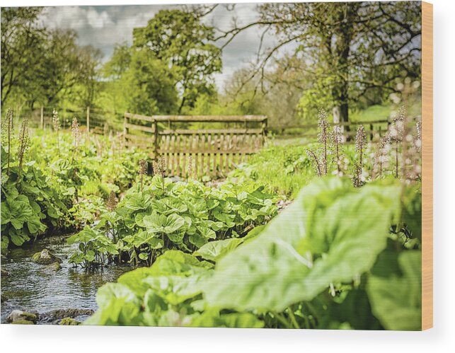 Butterbur Wood Print featuring the photograph Wild Butterbur by Nick Bywater