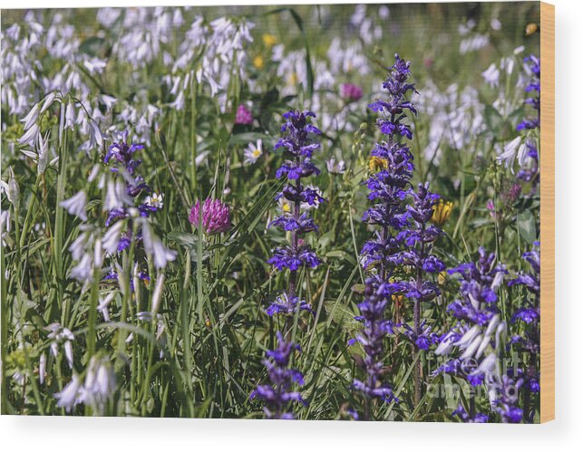 Agriculture Wood Print featuring the photograph Wild flowers by Patricia Hofmeester