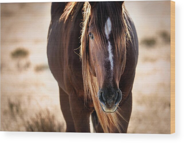 Horse Wood Print featuring the photograph Wild Horse Watching by Michael Ash