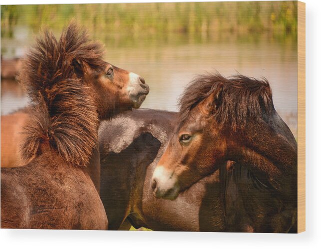 Nature Wood Print featuring the photograph Wild Horses 5 by Ingrid Dendievel