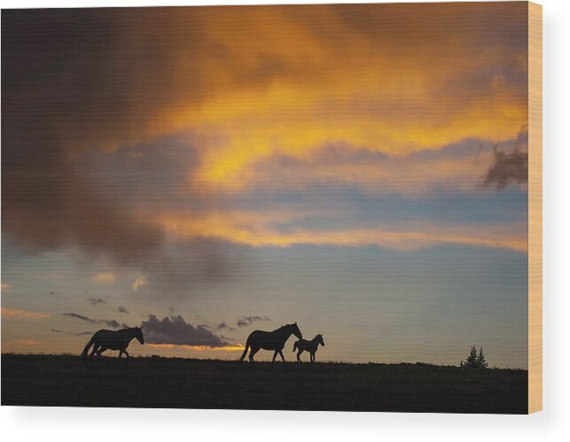 Mark Miller Photos Wood Print featuring the photograph Big Skies and Wild Horses by Mark Miller