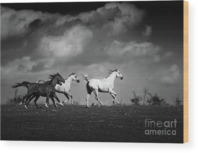Horse Wood Print featuring the photograph Wild horses - black and white by Dimitar Hristov