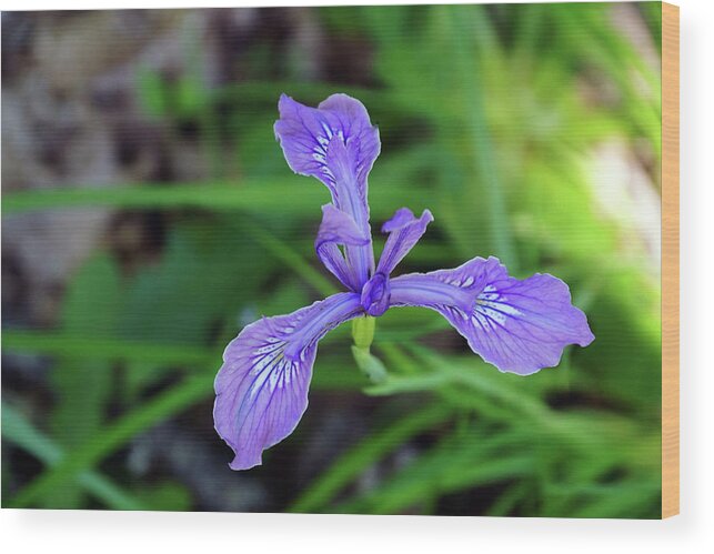 Flowers Wood Print featuring the photograph Wild Iris by Ben Upham III