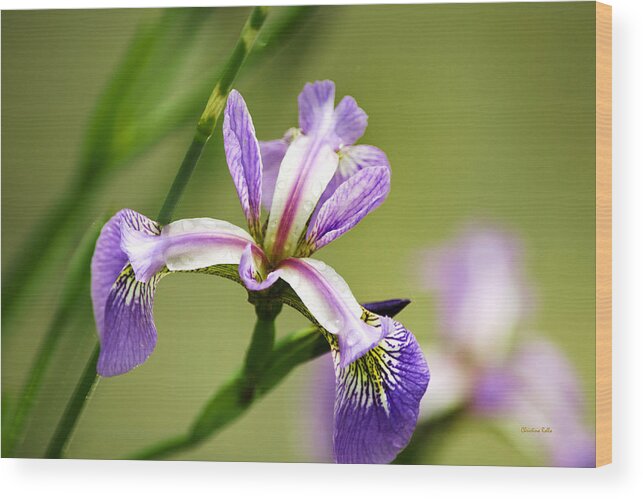 Iris Wood Print featuring the photograph Wild Iris by Christina Rollo