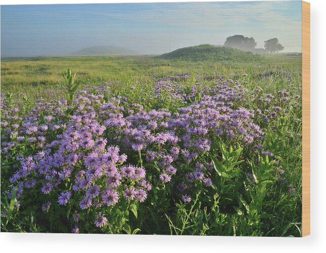 Black Eyed Susan Wood Print featuring the photograph Wild Mints Galore in Glacial Park by Ray Mathis