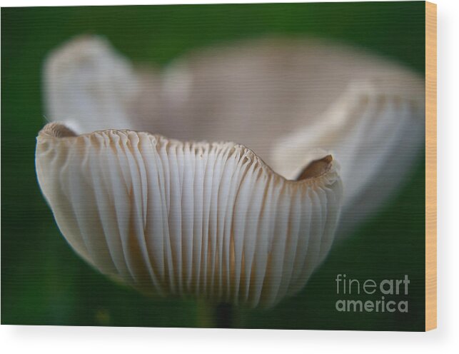 Mushroom Wood Print featuring the photograph Wild Mushroom-3 by Steve Somerville