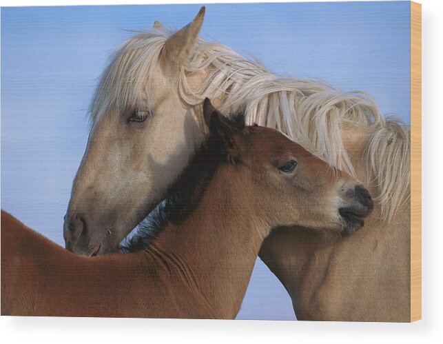 00340033 Wood Print featuring the photograph Wild Mustang Filly and Foal by Yva Momatiuk and John Eastcott