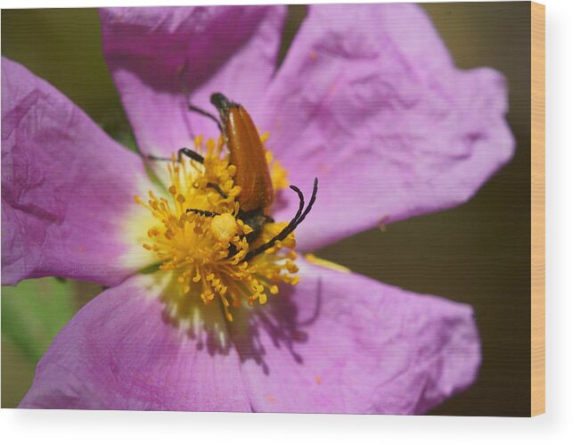 Agriculture Wood Print featuring the photograph Wild Rose 2 by Dimitry Papkov