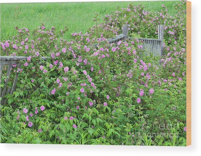 Rose Wood Print featuring the photograph Wild Roses by Alan L Graham
