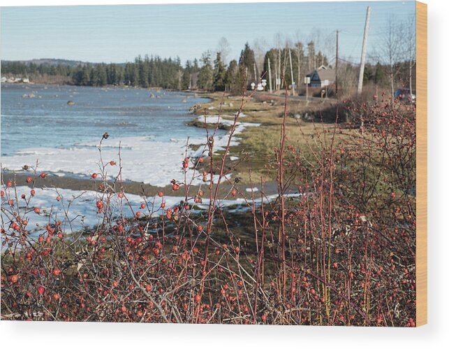 Wild Roses And Ice Crusts Wood Print featuring the photograph Wild Roses and Ice Crust by Tom Cochran