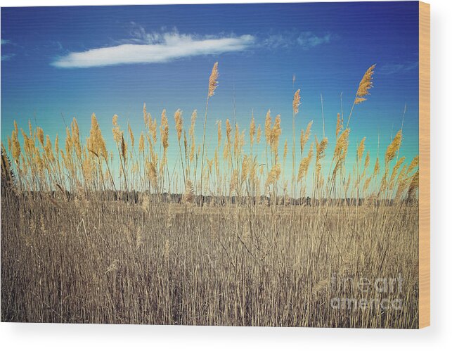 Nature Wood Print featuring the photograph Wild Sea Oats by Colleen Kammerer