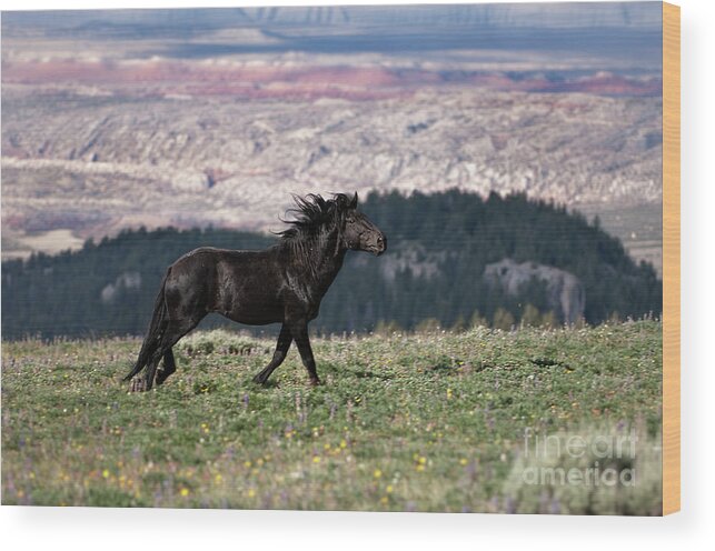 Horse Wood Print featuring the photograph Wild Spirit Horse by Wildlife Fine Art