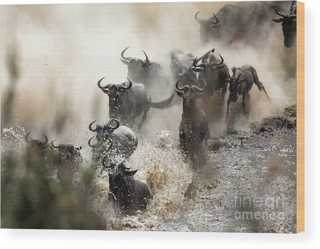 Mara Wood Print featuring the photograph Wildebeest herd crossing the Mara River by Jane Rix