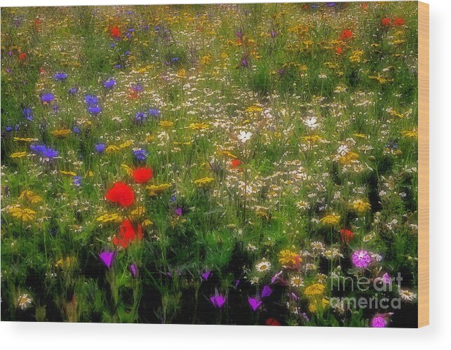 Wildflower Wood Print featuring the photograph Wildflower Art by Martyn Arnold