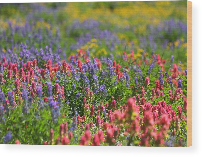 Wildflower Wood Print featuring the photograph Wildflower Meadow and Hummingbird by Brett Pelletier