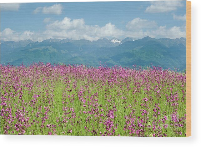 Farm Wood Print featuring the photograph Wildflower Meadows and the Carpathian Mountains, Romania by Perry Rodriguez