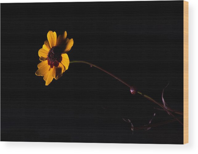 Flower Wood Print featuring the photograph Wildflower On Black by Eugene Campbell