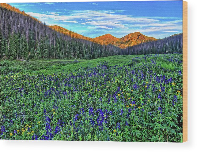Wildflowers Wood Print featuring the photograph Wildflower Park by Scott Mahon