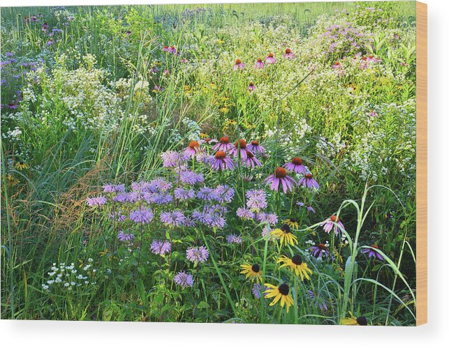 Mchenry County Conservation District Wood Print featuring the photograph Wildflowers in Moraine Hills State Park by Ray Mathis