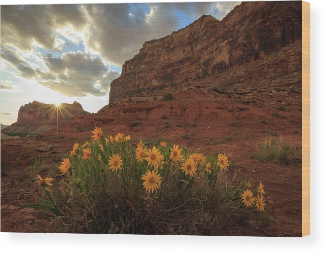 Wildflowers Wood Print featuring the photograph Wildflowers in the Swell. by Wasatch Light
