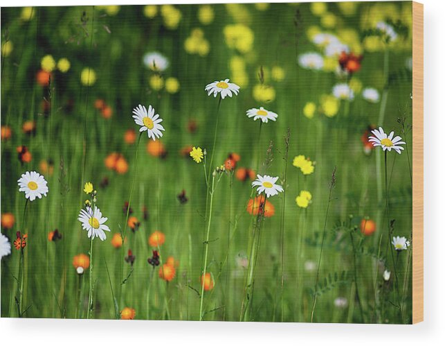  Wood Print featuring the photograph Wildflowers2 by Dan Hefle