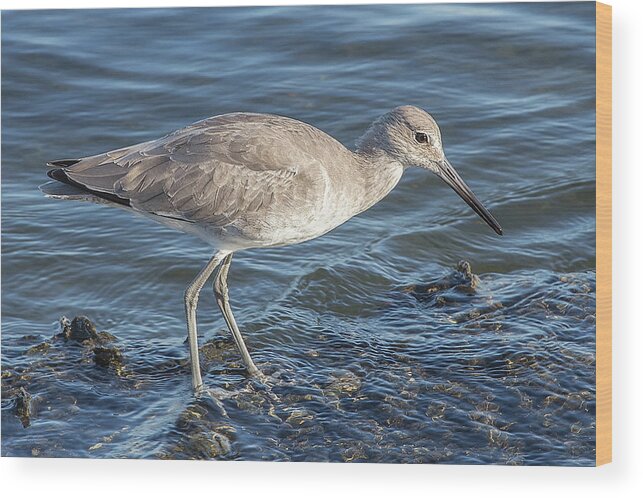 Bird Key Park Wood Print featuring the photograph Willet in Winter Plumage by Richard Goldman