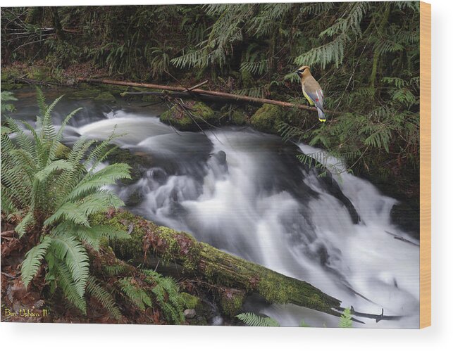 Nature Wood Print featuring the photograph Wilson Creek #18 with added Cedar Waxwing by Ben Upham III