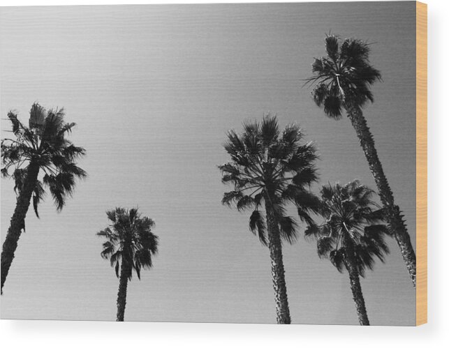 Palm Trees Wood Print featuring the photograph Wind In The Palms- by Linda Woods by Linda Woods