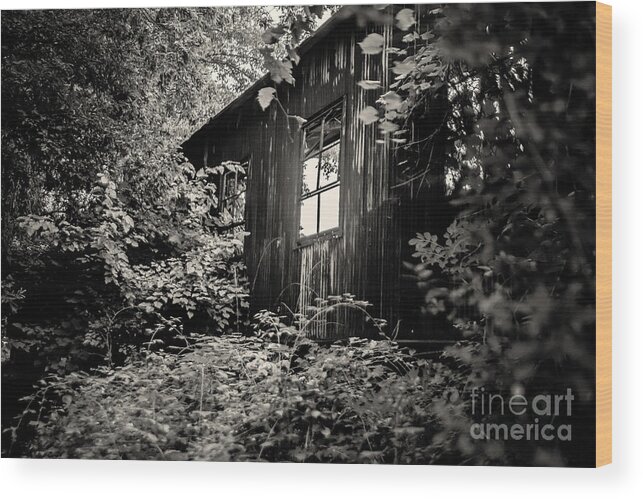 Ludington Michigan Wood Print featuring the photograph Window in the Woods by Randall Cogle
