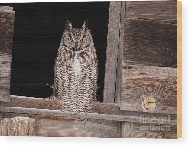 Owl Wood Print featuring the photograph Window Sitting by Alyce Taylor