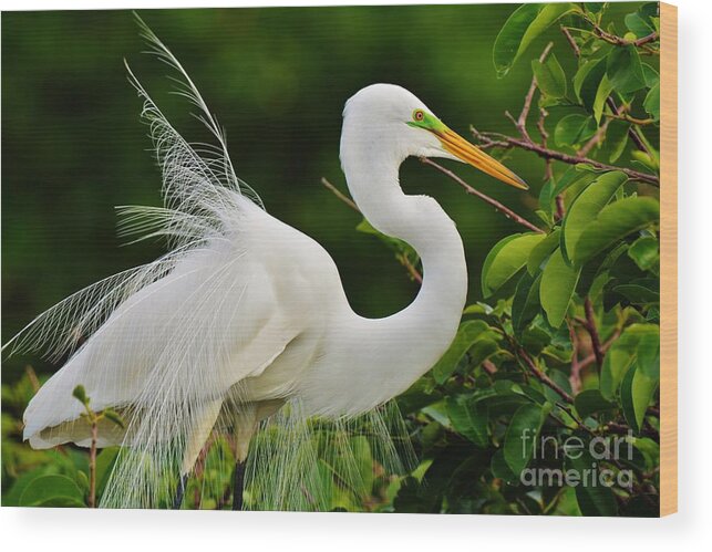Great White Heron Wood Print featuring the photograph Windy Day by Julie Adair