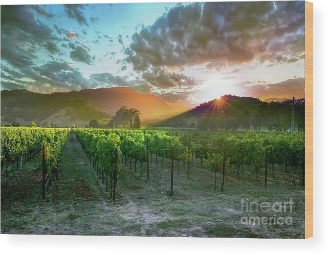 Napa Wood Print featuring the photograph Wine Country by Jon Neidert