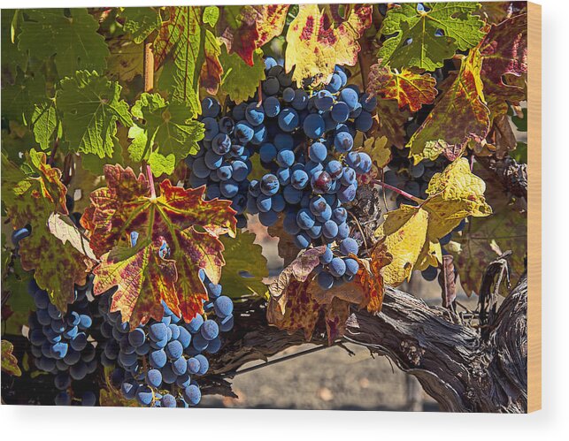Grapes Wood Print featuring the photograph Wine grapes Napa Valley by Garry Gay