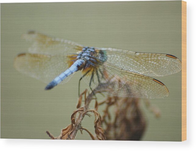 Flowers Wood Print featuring the photograph Winged Beauty by Maria Wall