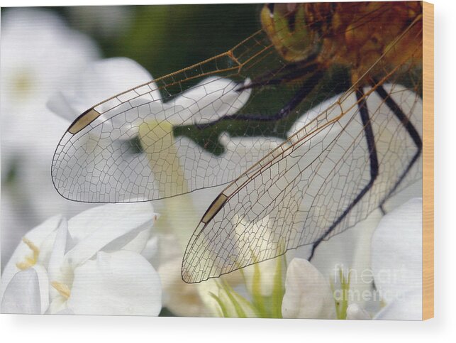 Bug Wood Print featuring the photograph Wings on a Dragon by Steve Augustin