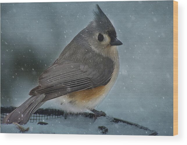 Titmouse Wood Print featuring the photograph Winter Bird 1156 by Cathy Kovarik