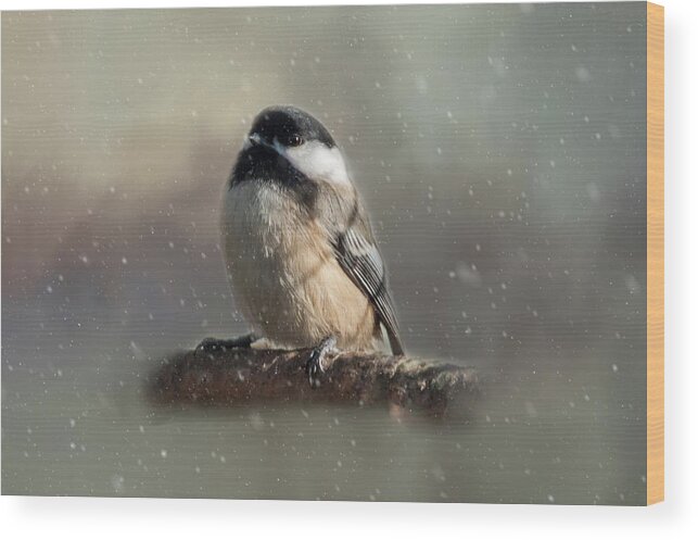 Song Bird Wood Print featuring the photograph Winter Chicadee by Cathy Kovarik